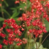 Żurawka krwista 'Ruby Bells' – długo kwitnąca bylina